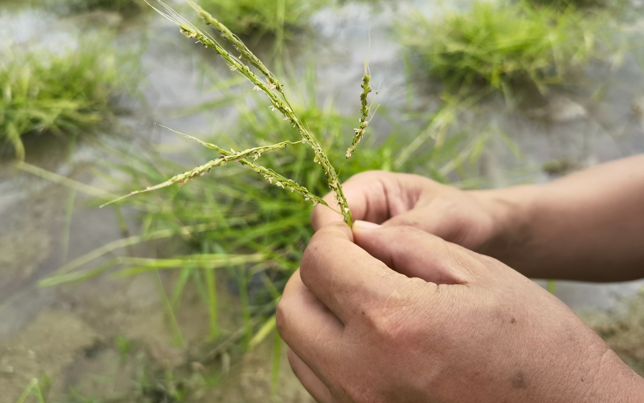 小粒野生稻.新京报记者 周怀宗 摄