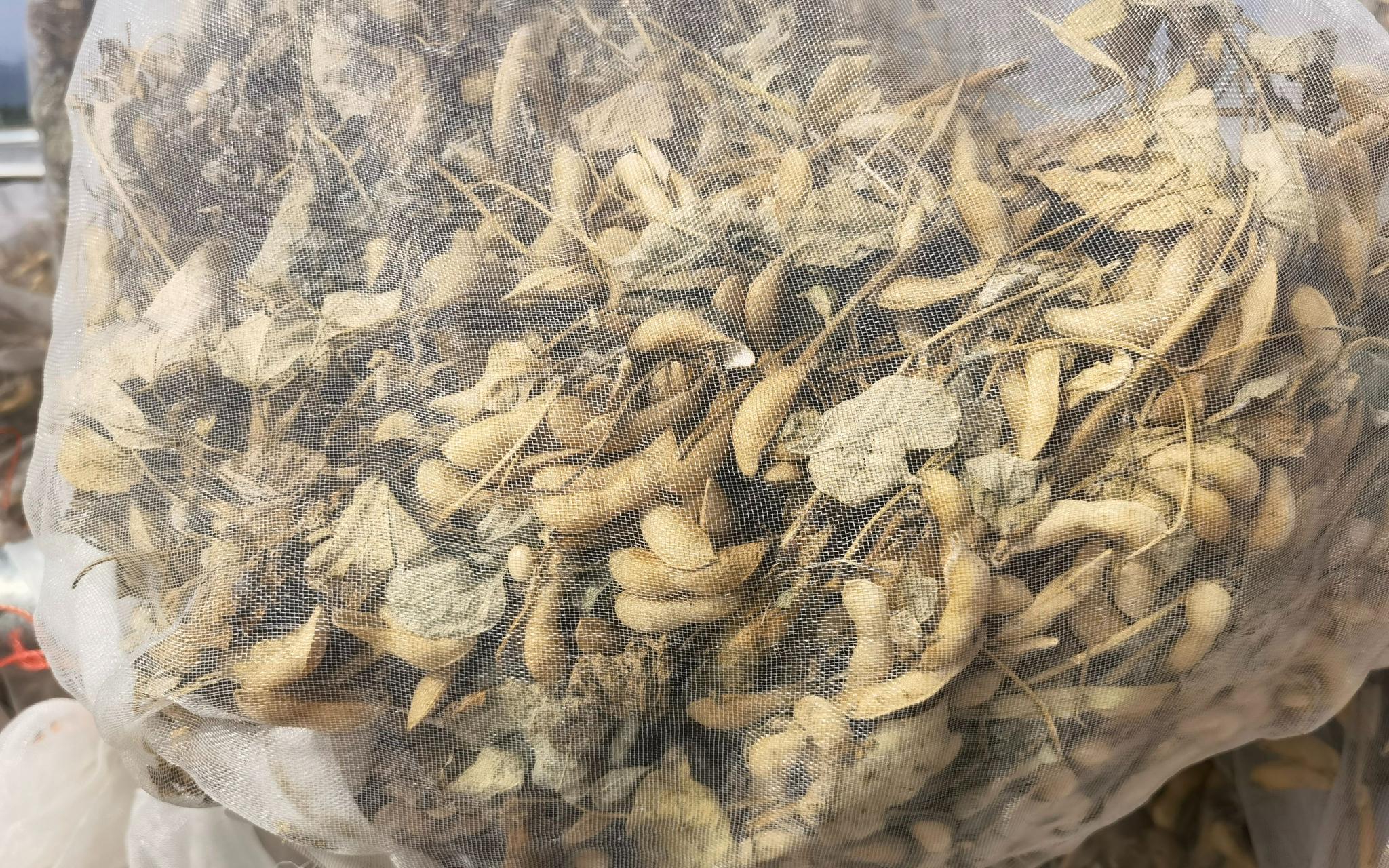 它是利用生物育种技术育成的耐除草剂大豆材料