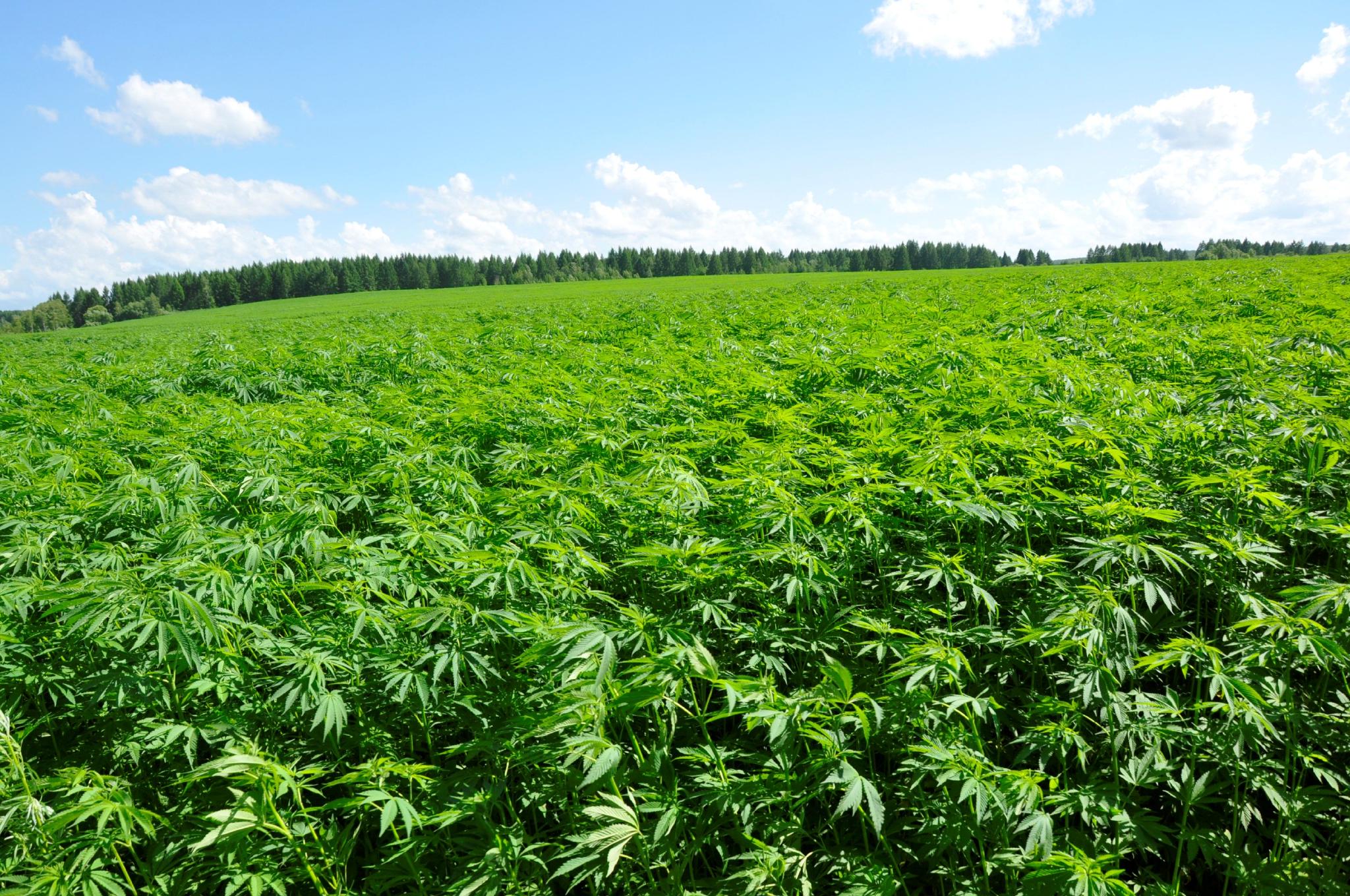 红色边疆农场有限公司4000亩汉麻未种先"嫁"|农产品_新浪财经_新浪网