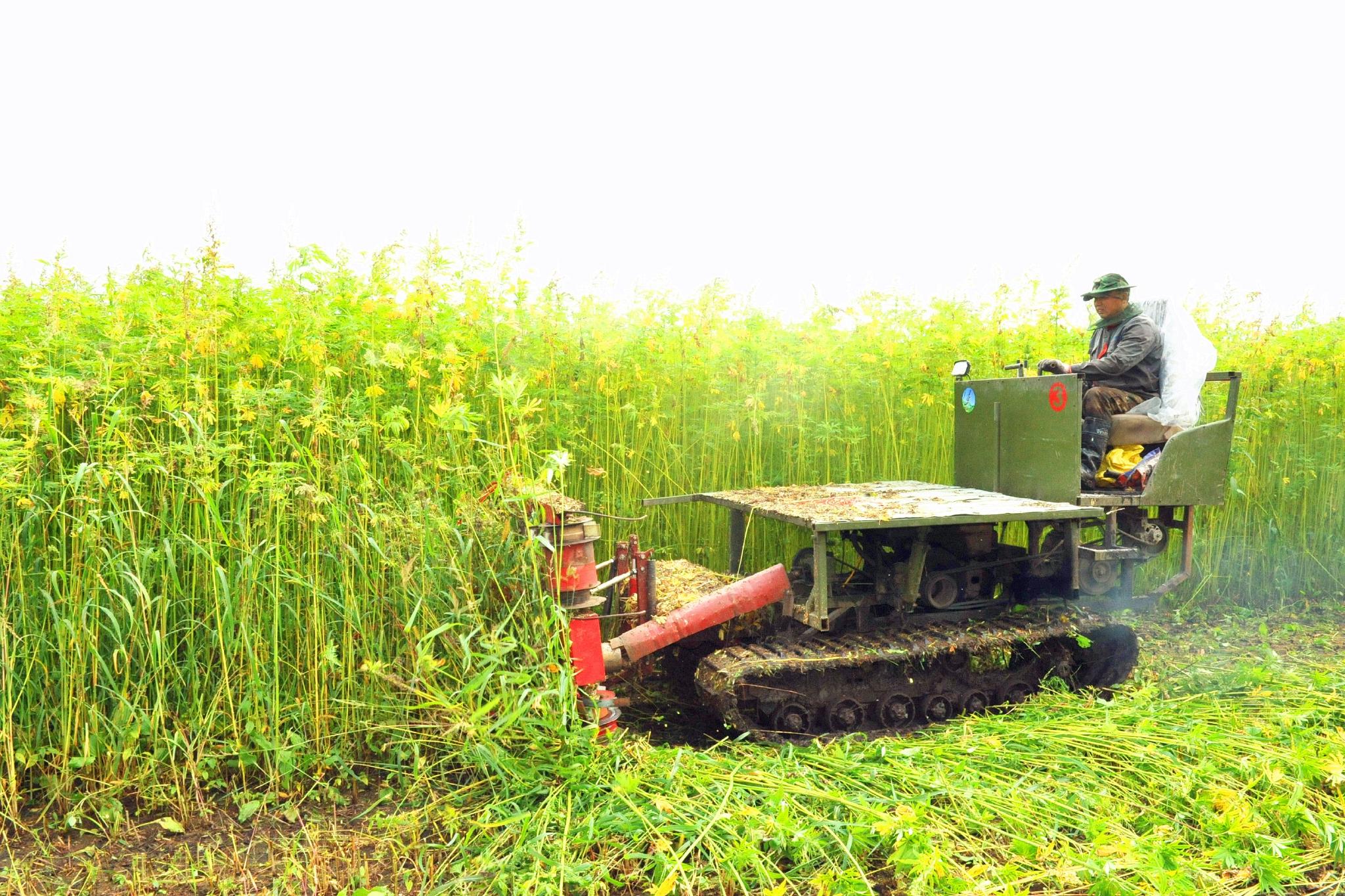 "种植汉麻比种大豆和玉米效益都高,汉麻晾晒后直接送到加工厂加工,我