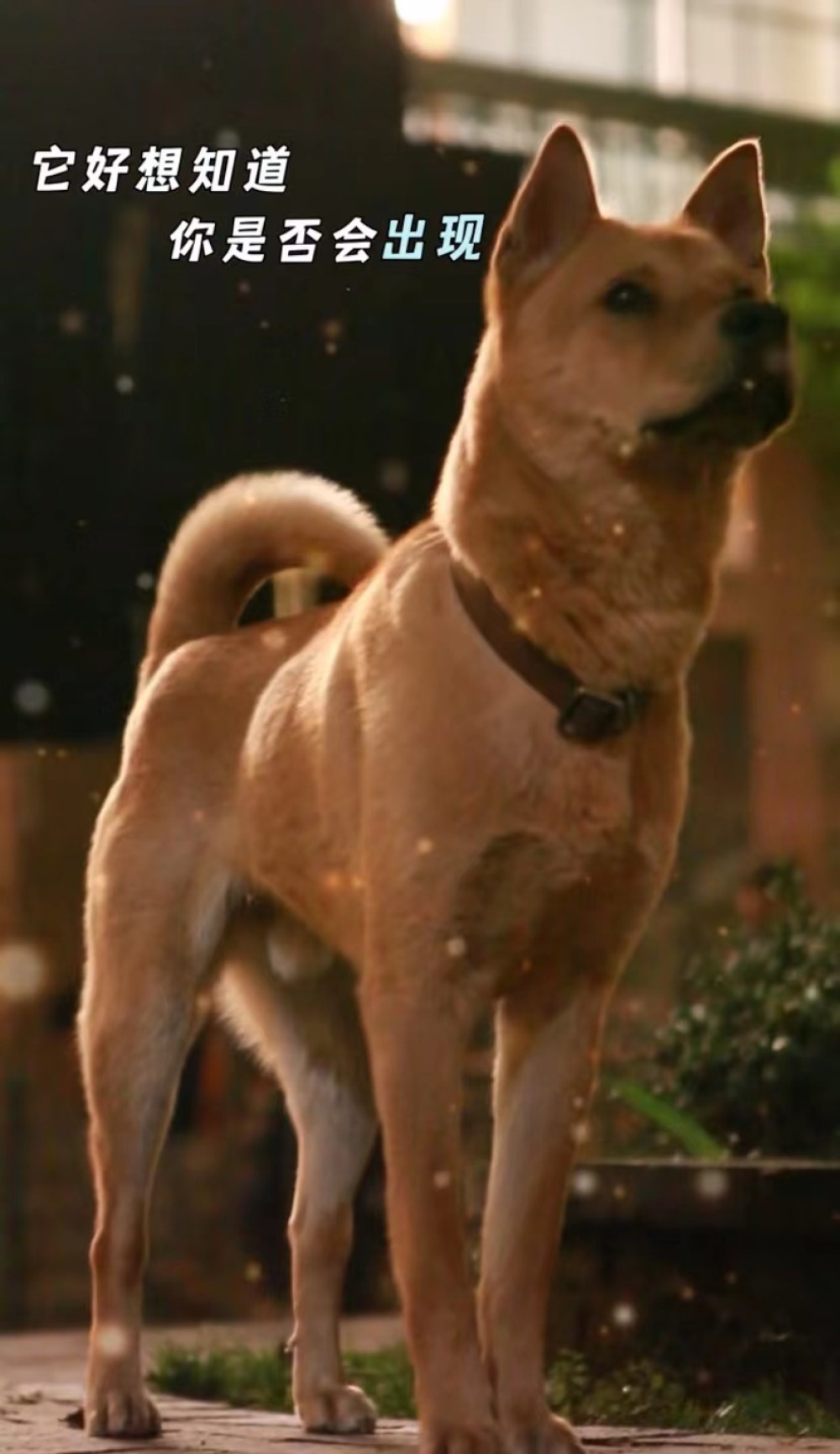 鲨我别用小狗刀忠犬八公是光看预告就能哭出来的程度