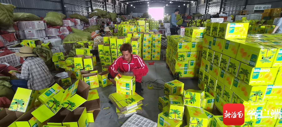 在三亚市崖州区三更村仓库里,工人正给芒果打包.记者 利声富 摄