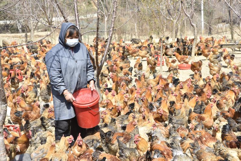 赵龙生:夫妻同心共创业 "一地鸡毛"变财富|养殖_新浪财经_新浪网