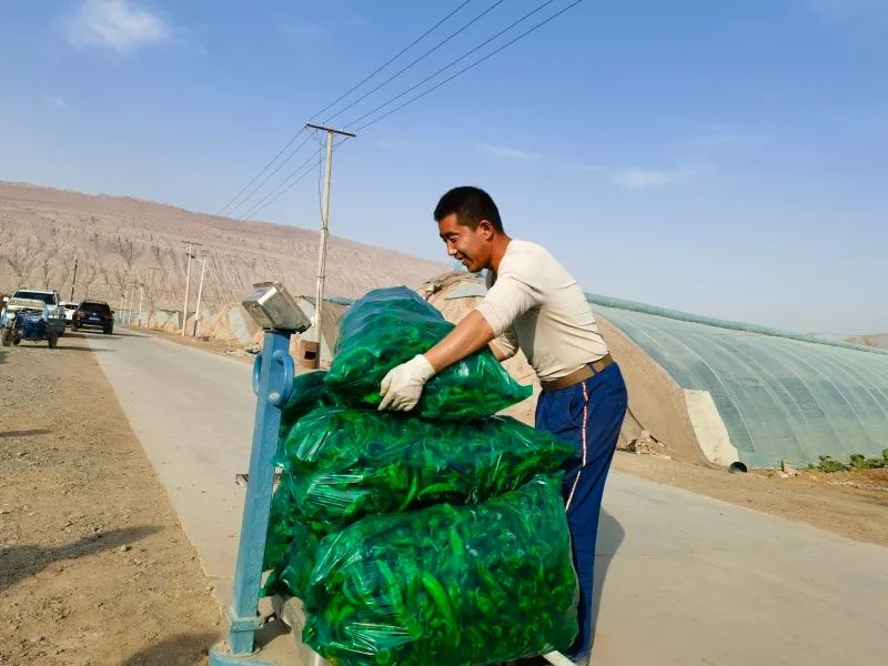 程大志把新鲜采摘的辣椒搬到地磅上过秤.吴浩楠摄