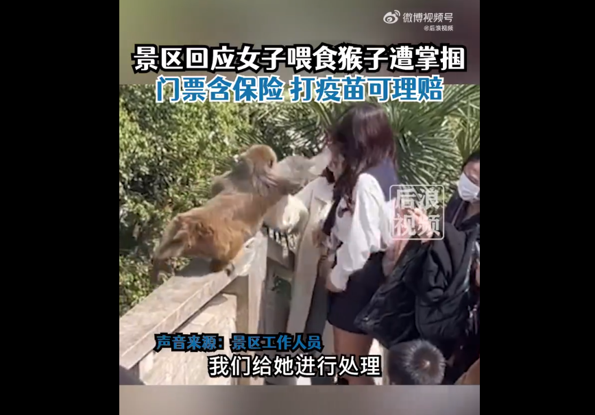 女子给猴子喂食被掌掴，景区回应：门票含保险，可理赔