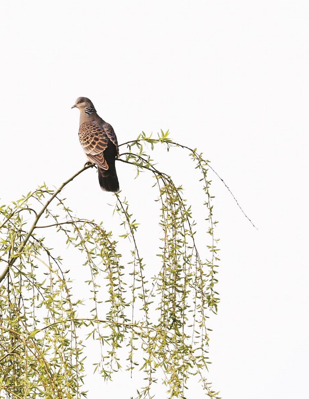 3月19日,在山东省临沂市郯城县白马河湿地公园,一只小鸟在柳树枝上