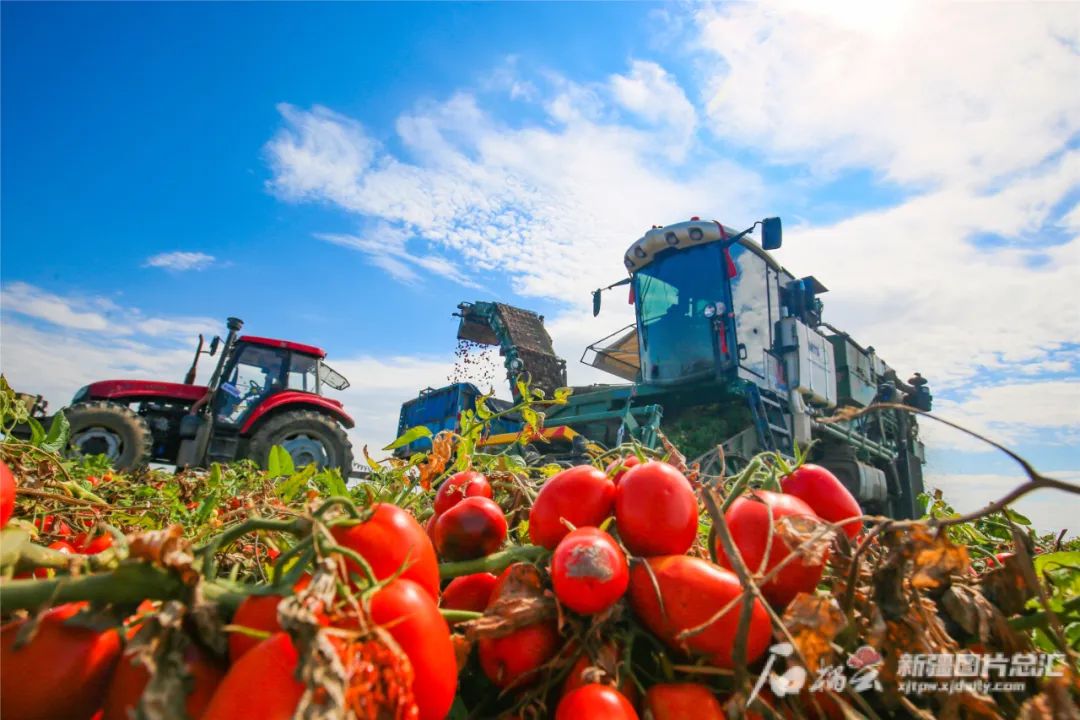 签约打造新疆这一优势特色产业集群