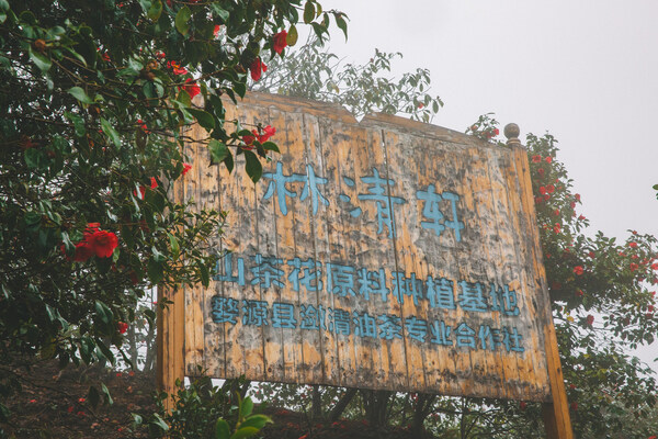 　　林清轩婺源山茶花基地图片
