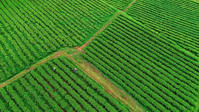 　　(花垣十八洞黄金茶茶园)
