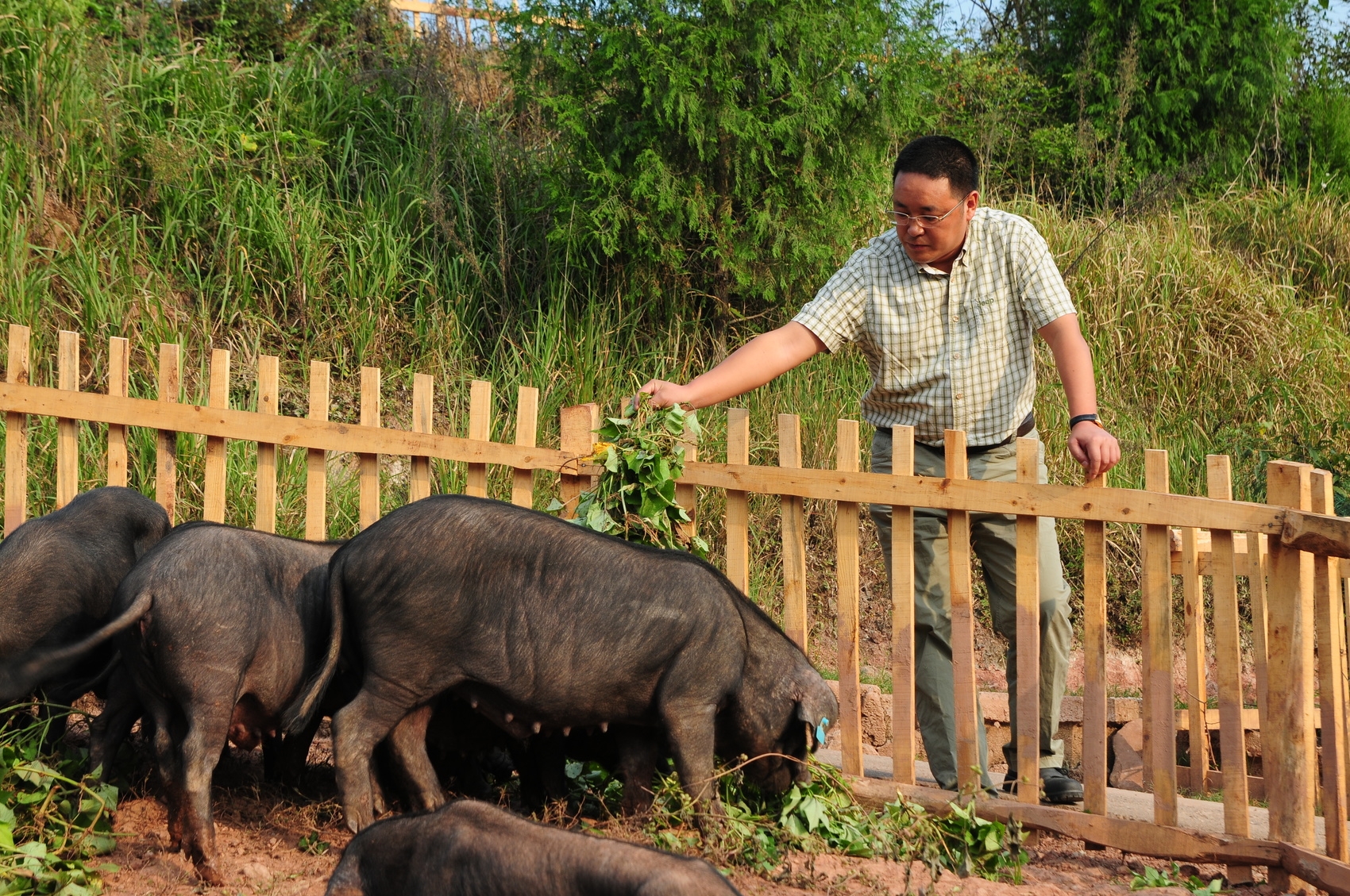图为张育贤正在查看青峪猪长势(受访者供图)
