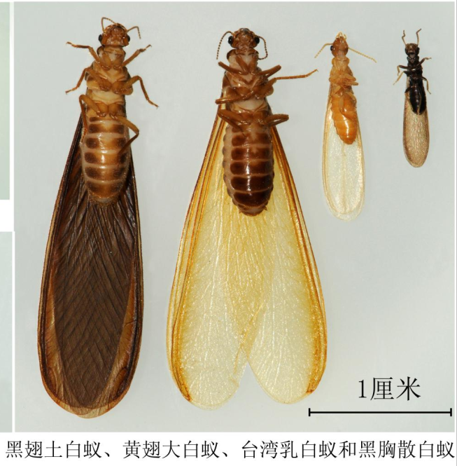 已进入高发期!成都发布白蚁分飞预警_手机新浪网