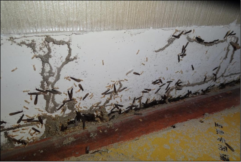 搬离家具后发现大量活体白蚁