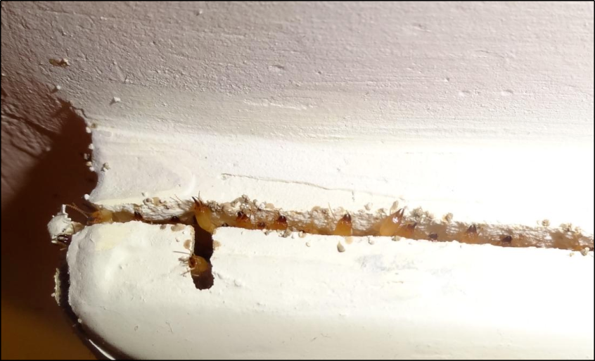 门框上沿或墙缝有白蚁兵蚁在分飞孔聚集