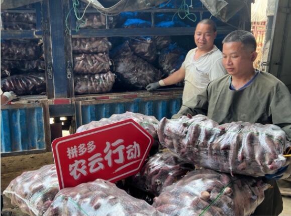 ▲广西南宁市江南区的一个农产品仓库入口处，工人们正在从货车上卸番薯。朱枫/摄