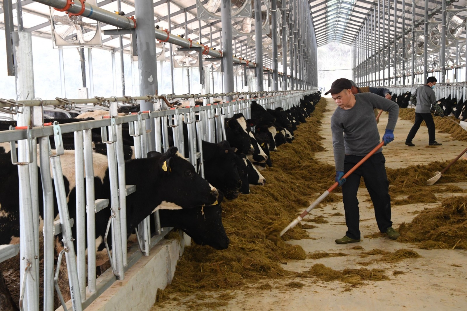 图为某牧业公司牧场内,工人在给奶牛喂料.(图片由cnsphoto提供)