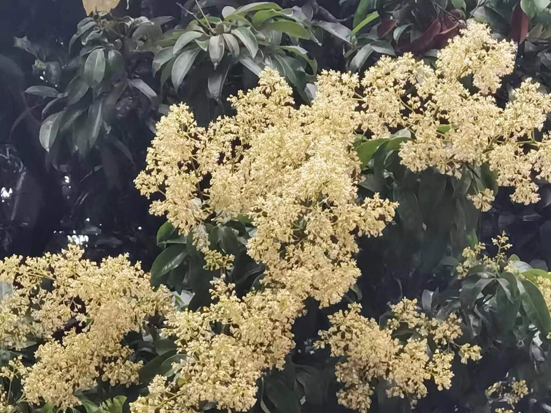 玉林荔枝树开花了，今年有望荔枝自由|玉林市_新浪财经_新浪网