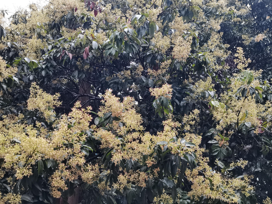 玉林荔枝树开花了，今年有望荔枝自由|玉林市_新浪财经_新浪网