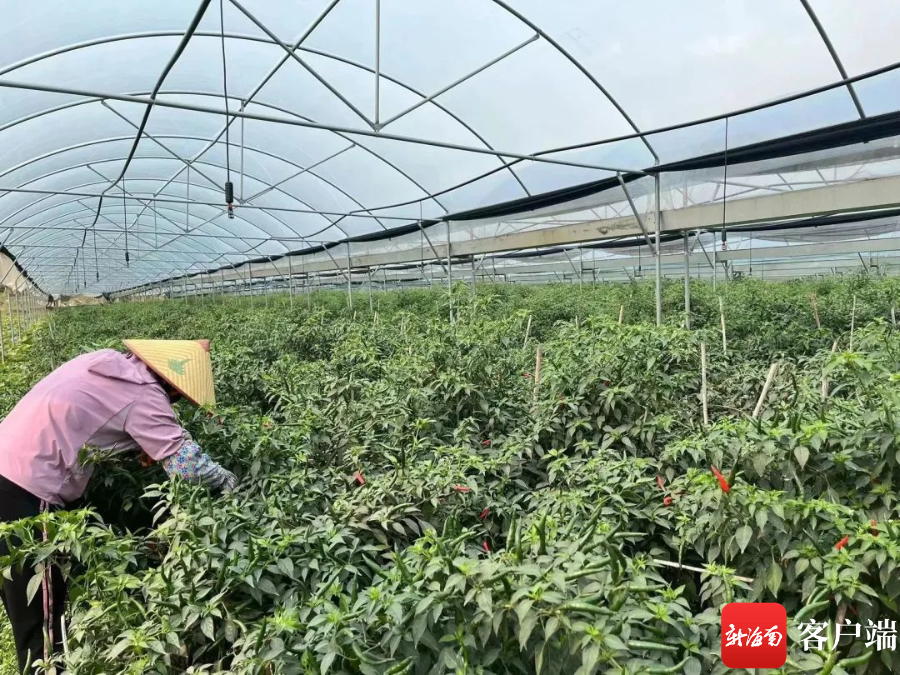 村民采摘朝天椒.通讯员供图