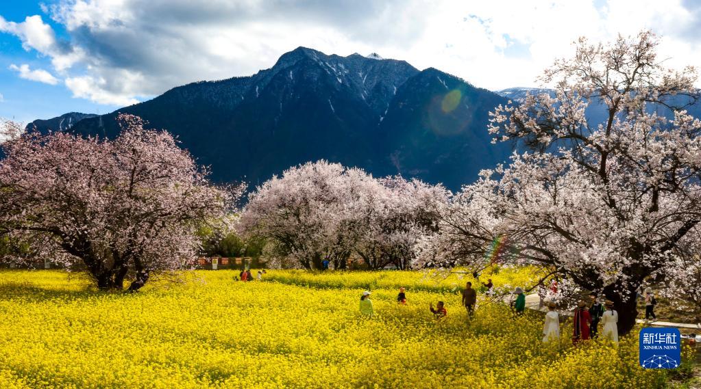 新华社记者姜帆摄目前,西藏林芝市嘎拉村漫山遍野的桃花绽放,美丽春景