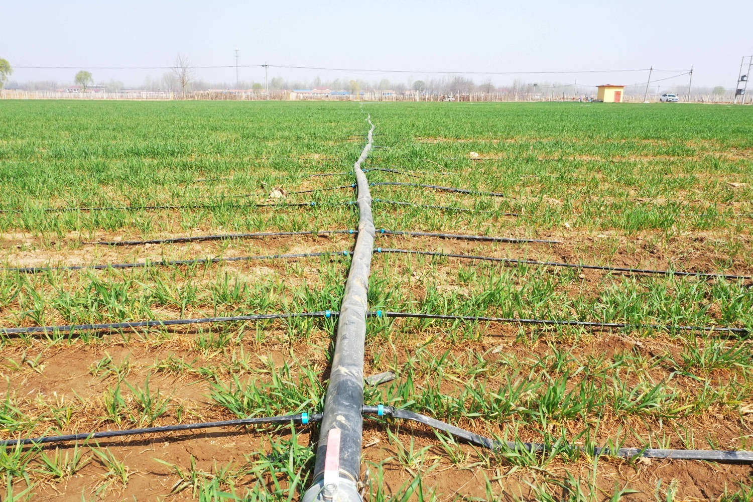 图为河北省永清县永清镇安仁庄村正在利用滴灌技术灌溉的一片农田.
