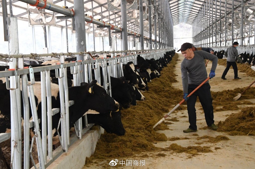 图为某牧业公司牧场内,工人在给奶牛喂料.(图片由cnsphoto提供)