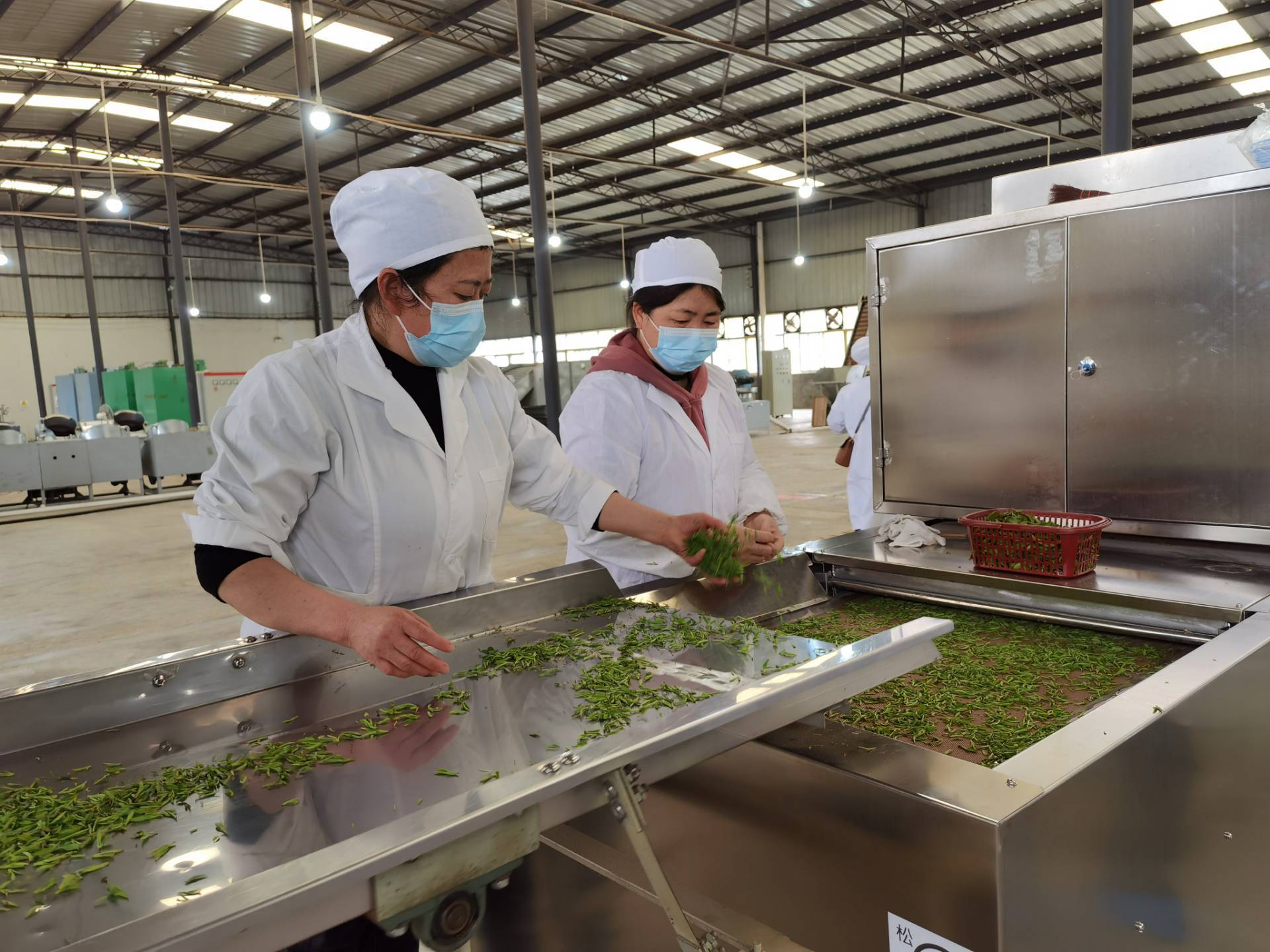贵州野鹿盖茶业有限公司生产车间里,工人正在使用制茶机对茶叶进行