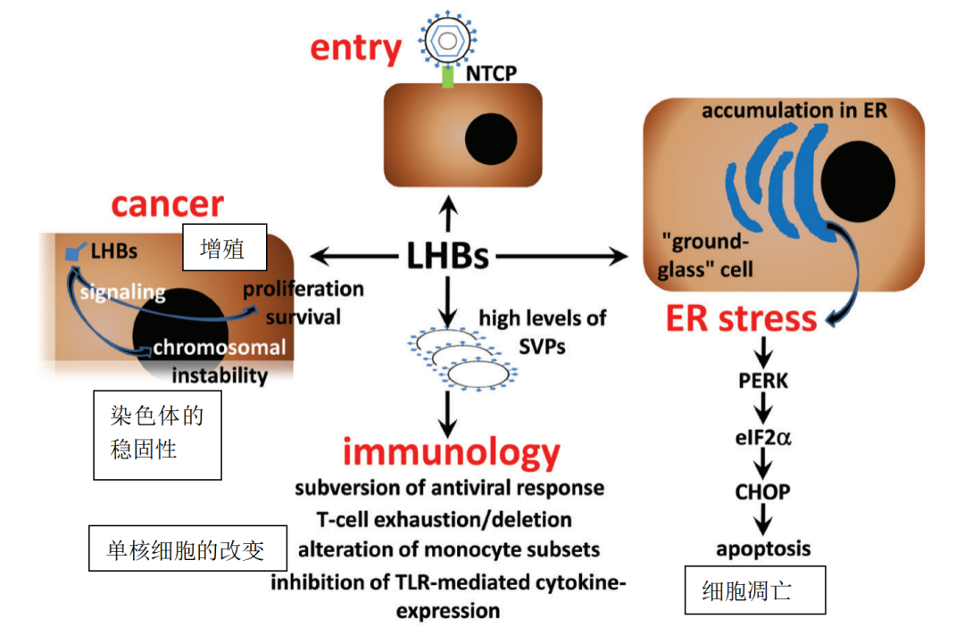 乙肝病毒表面大蛋白(HBV-LP)—一种转录激活因子|DNA_新浪财经_新浪网