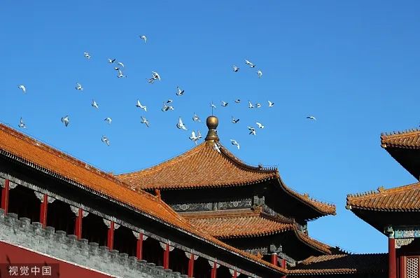蓝天下一群和平鸽从北京故宫午门前飞过.图/视觉中国
