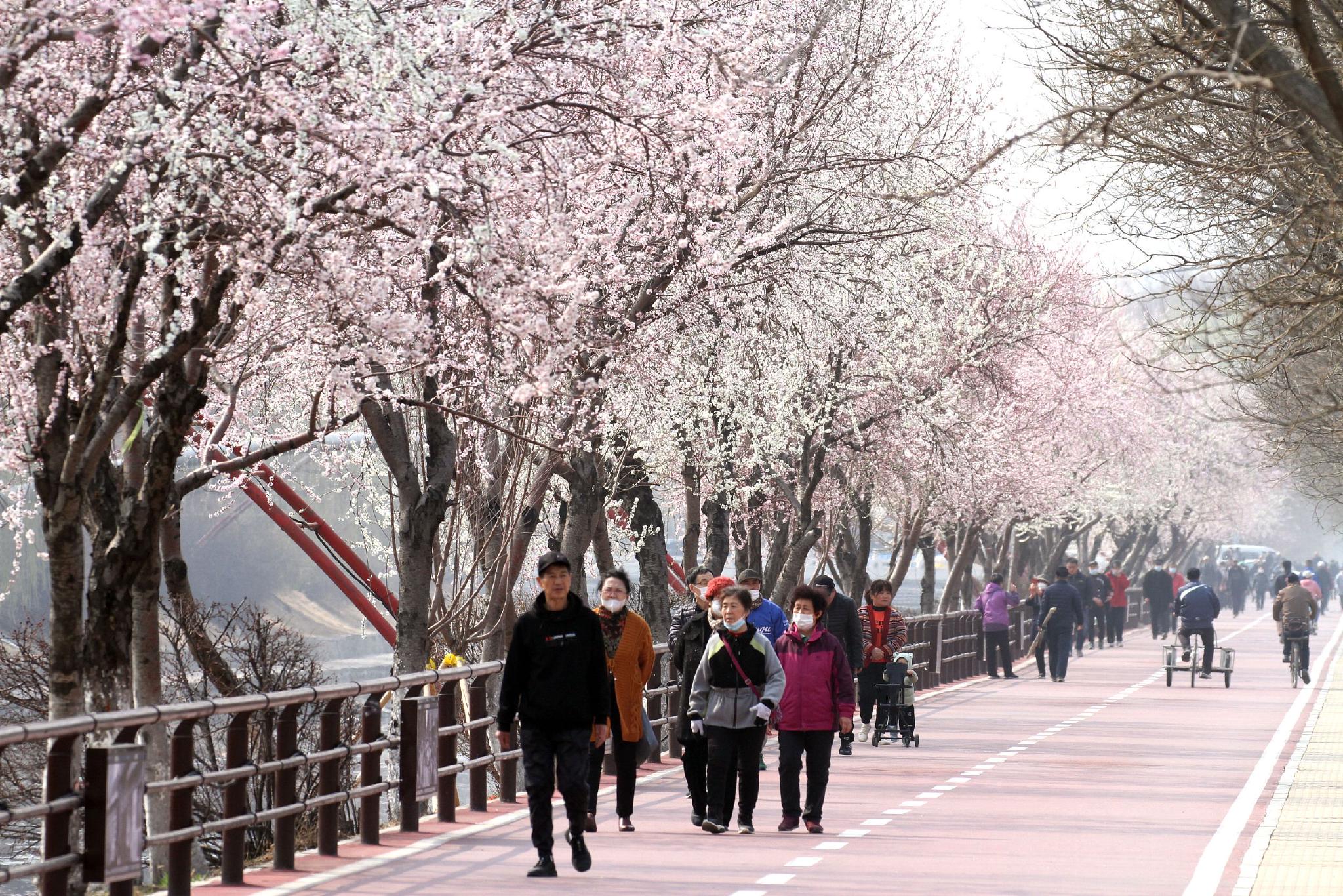 2023年3月29日,沈阳,铁西区卫工明渠沿线,十里桃花盛开,成一道春日