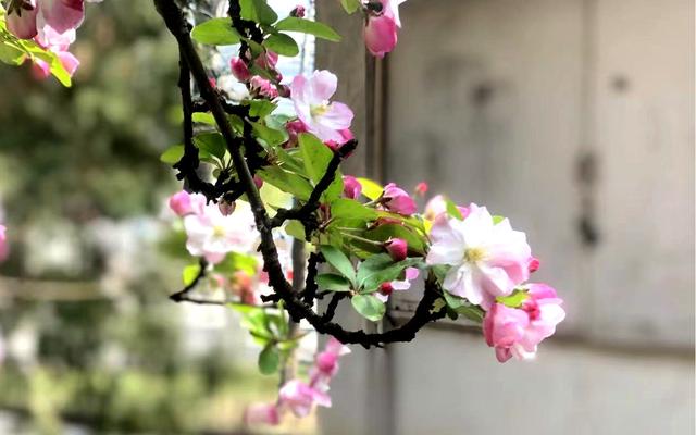 天津大学4月2日举行校园"开放日",邀家长校友共赏海棠花