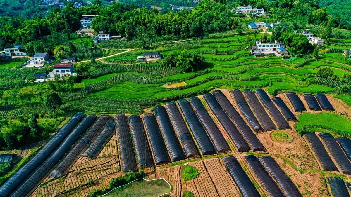 在沐川县底堡乡水月村,连片的防晒网为魔芋营造舒适的生长环境.