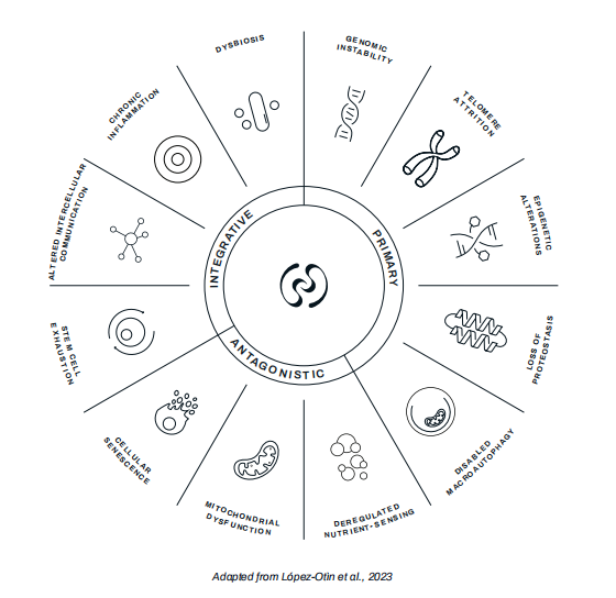 　　介绍衰老的 12 个标志