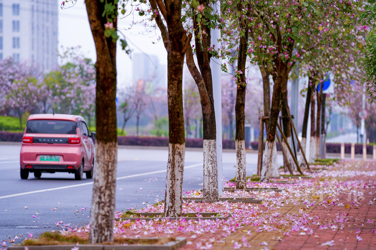 高清图集:一夜春雨,紫荆花落,也是一幅美景_新浪财经_新浪网