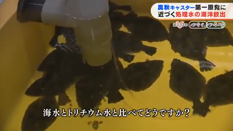 日本开展核浑水养鱼历练（福岛电视台）