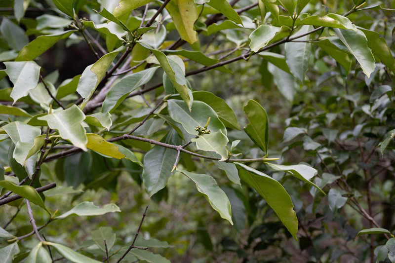 贵州首次发现红树科大叶竹节树|贵州省_新浪财经_新浪网