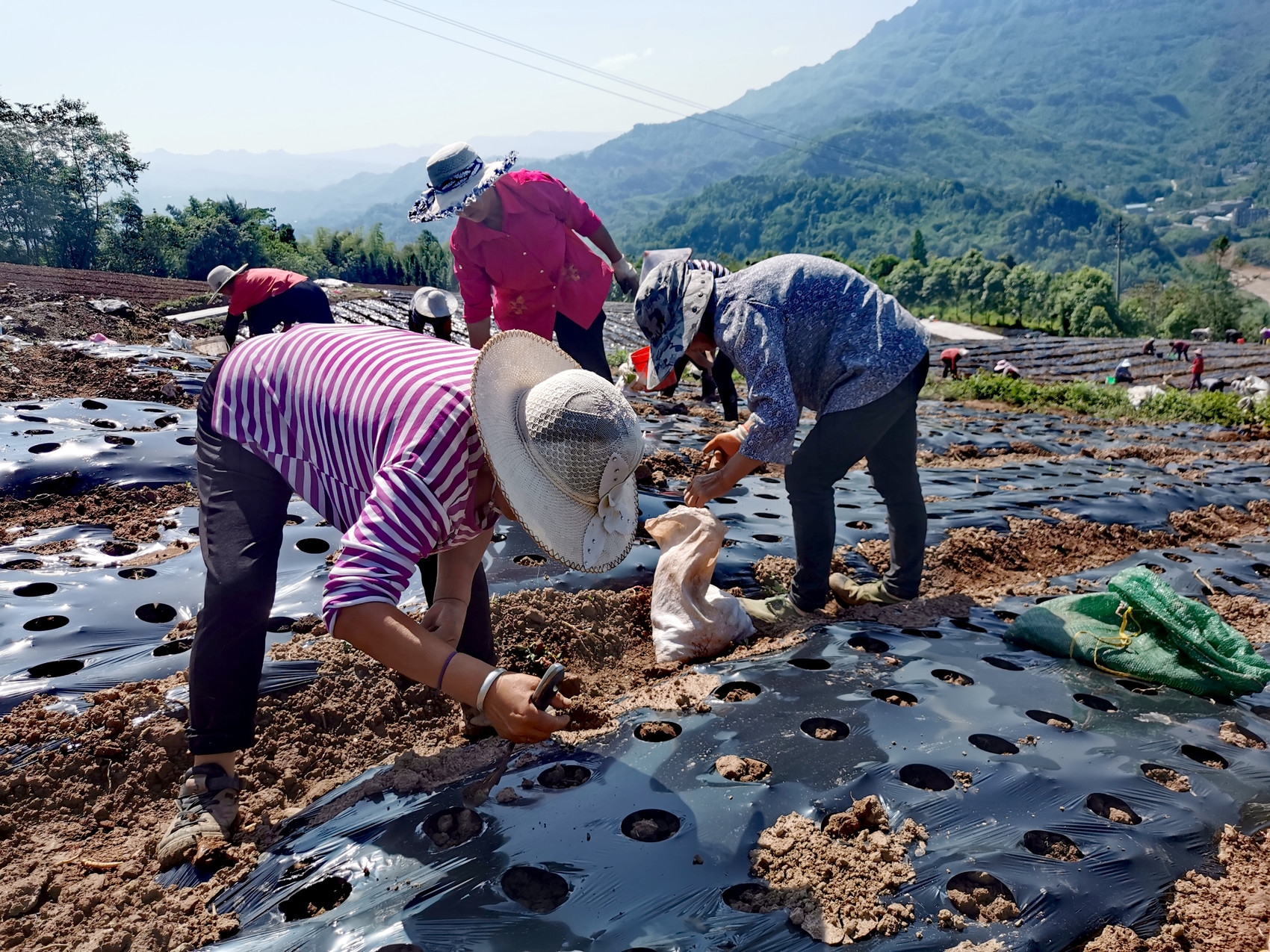 3月25日,沐川县底堡乡花园村,村民正在地里种植魔芋. 翁成 摄