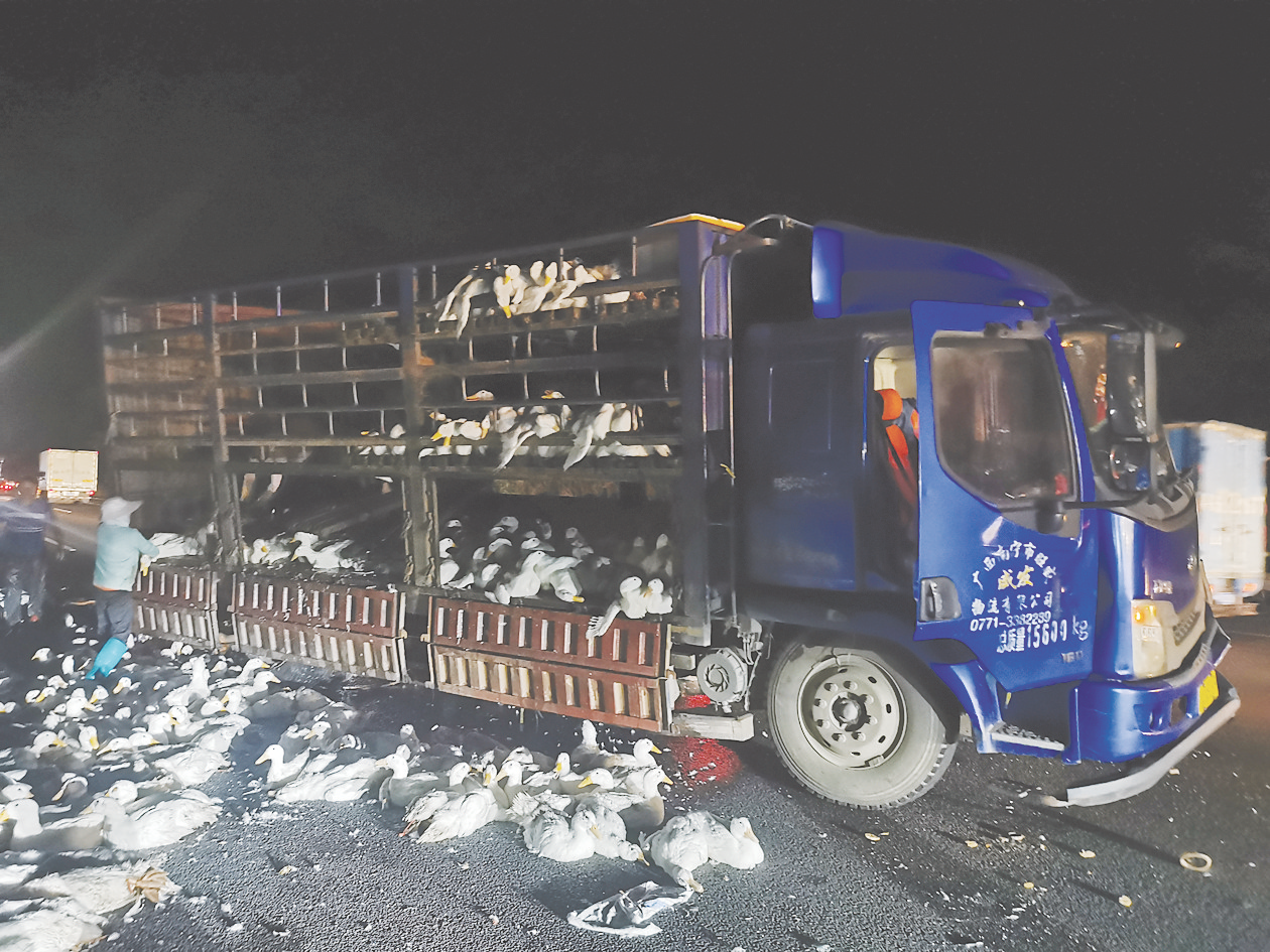 &nbsp;&nbsp;&nbsp;&nbsp;事发现场鸭子散落在车道上 (广西高速交警五