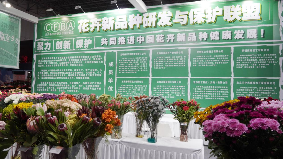 一株绿植5.8万元，一片叶子6000元，这些植物美且“豪”（一株绿色植物）