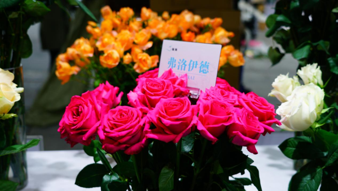 一株绿植5.8万元，一片叶子6000元，这些植物美且“豪”（一株绿色植物）