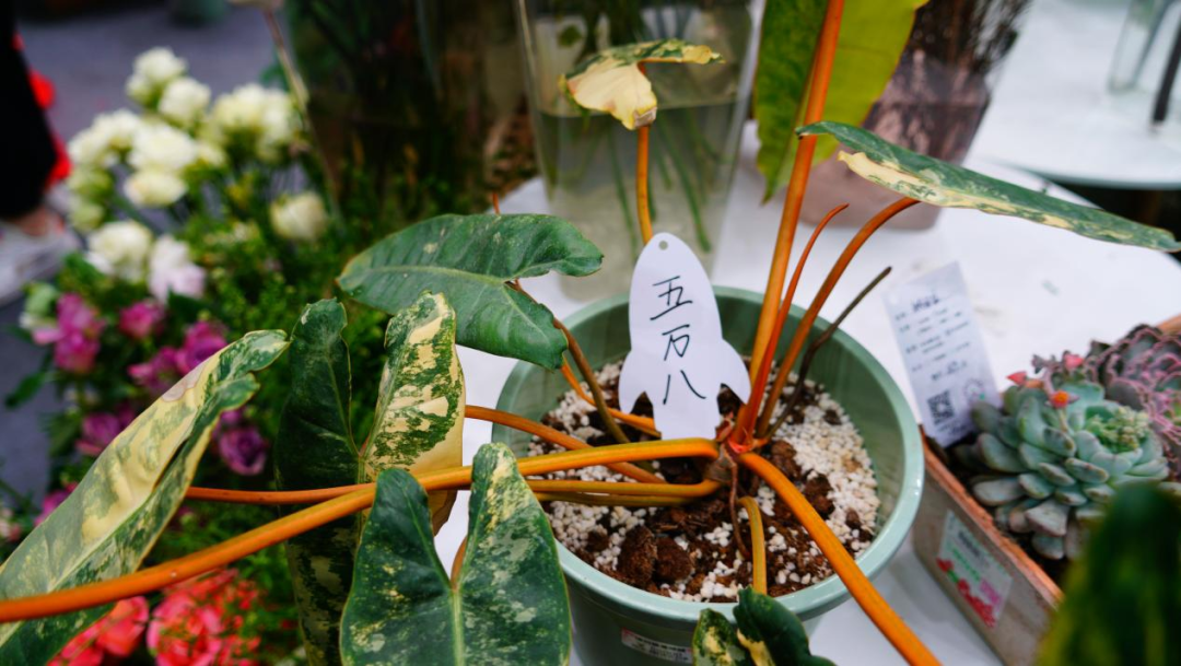 一株绿植5.8万元，一片叶子6000元，这些植物美且“豪”（一株绿色植物）