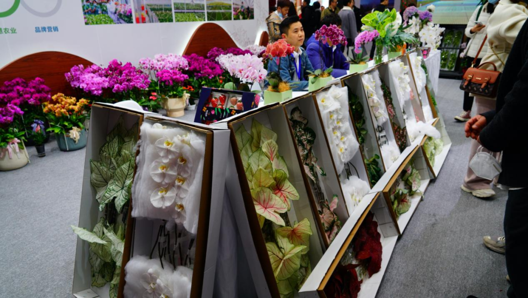 一株绿植5.8万元，一片叶子6000元，这些植物美且“豪”（一株绿色植物）