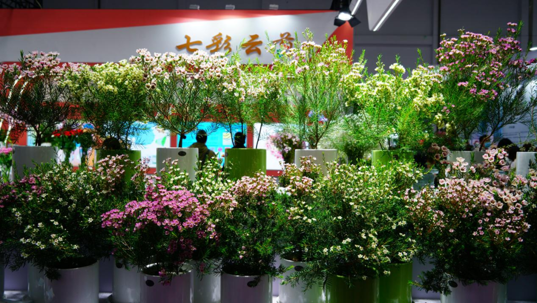 一株绿植5.8万元，一片叶子6000元，这些植物美且“豪”（一株绿色植物）