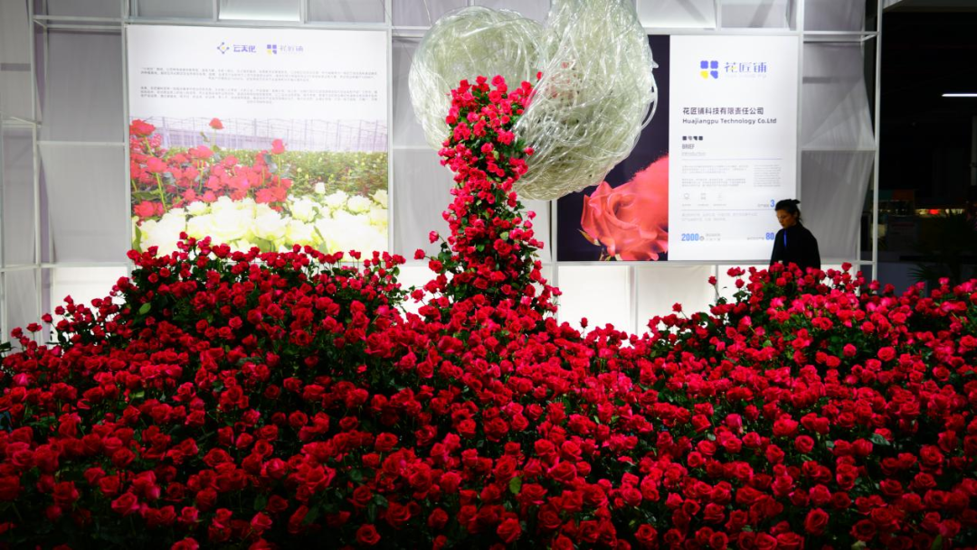 一株绿植5.8万元，一片叶子6000元，这些植物美且“豪”（一株绿色植物）