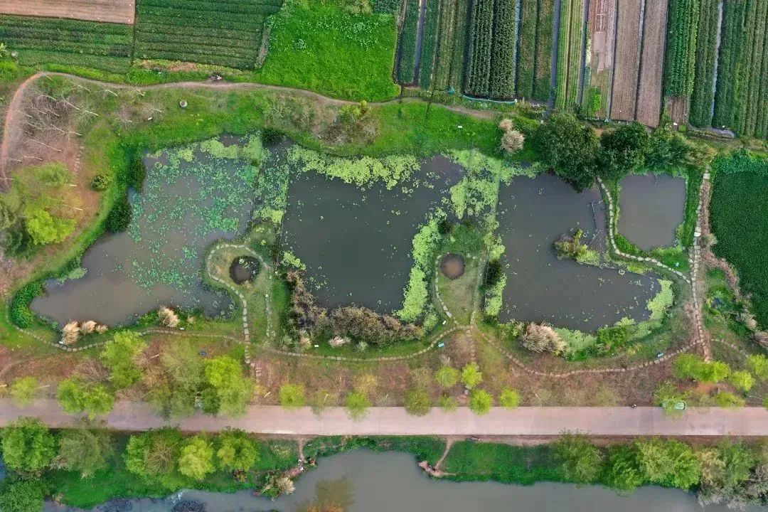 【案例分享】五源河生态塘丨百变生态塘——小微湿地生态修复的养护和