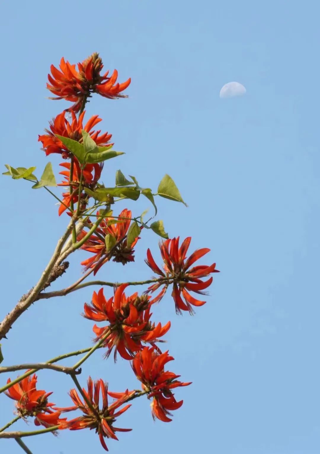 泉州刺桐繁花似锦.(林亚丹 摄)