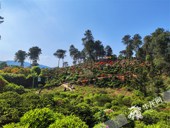 杜鹃园占地70余亩.华龙网-新重庆客户端 简梦 摄