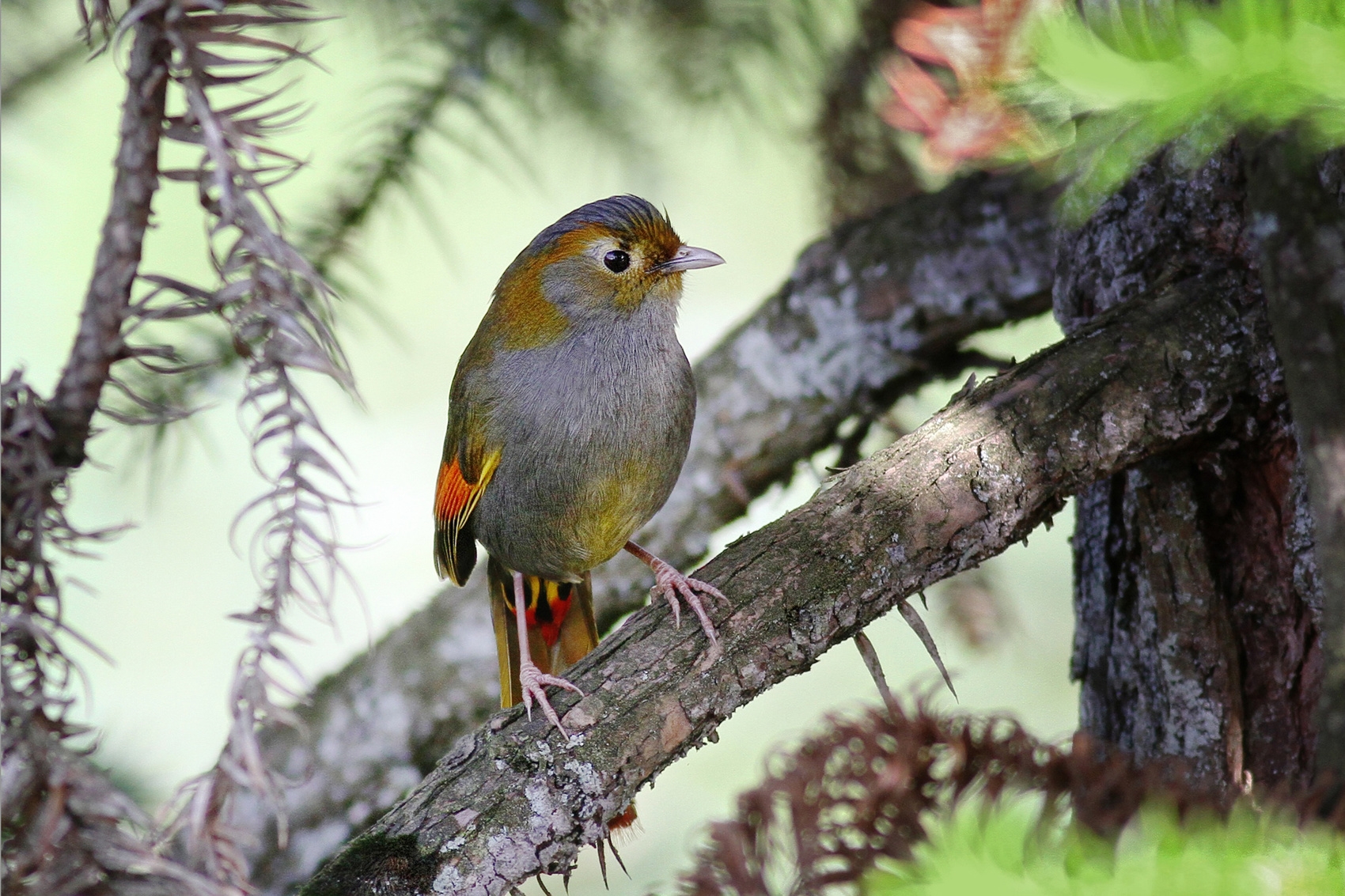 最新名录出炉,成都新增51种鸟类记录|成都市_新浪财经_新浪网