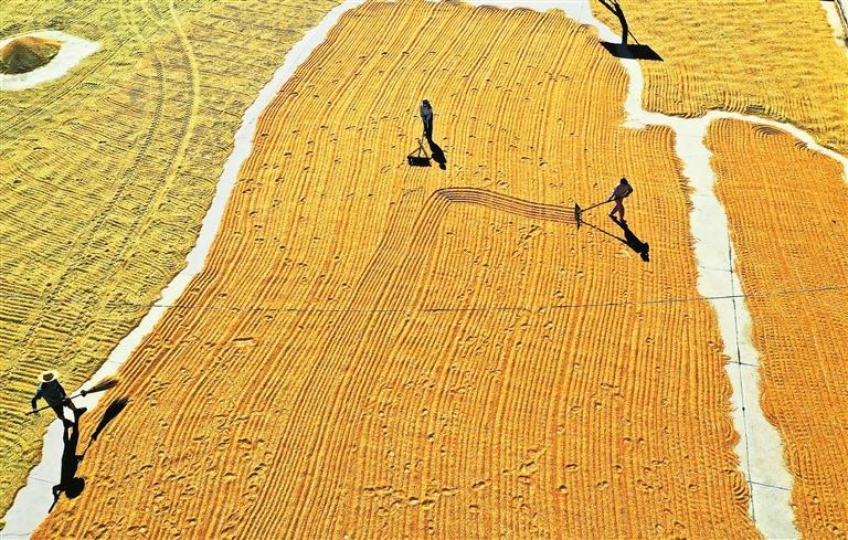 张掖种植户晾晒小麦。（资料图） 新甘肃·甘肃日报通讯员 王将