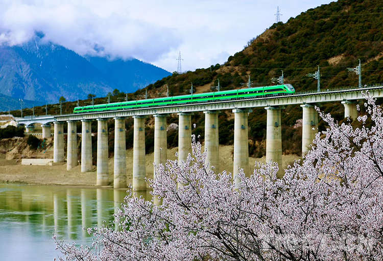 图为穿行在林芝花海的拉林铁路列车摄影:马生明