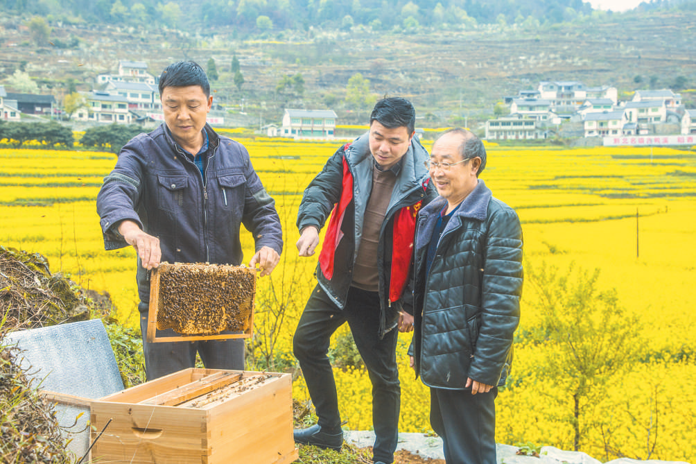 图为近日,农技指导员陈小金(中)在鸭溪镇白腊坎村油菜 蜜蜂基地开展